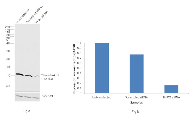 Thioredoxin 1 Antibody