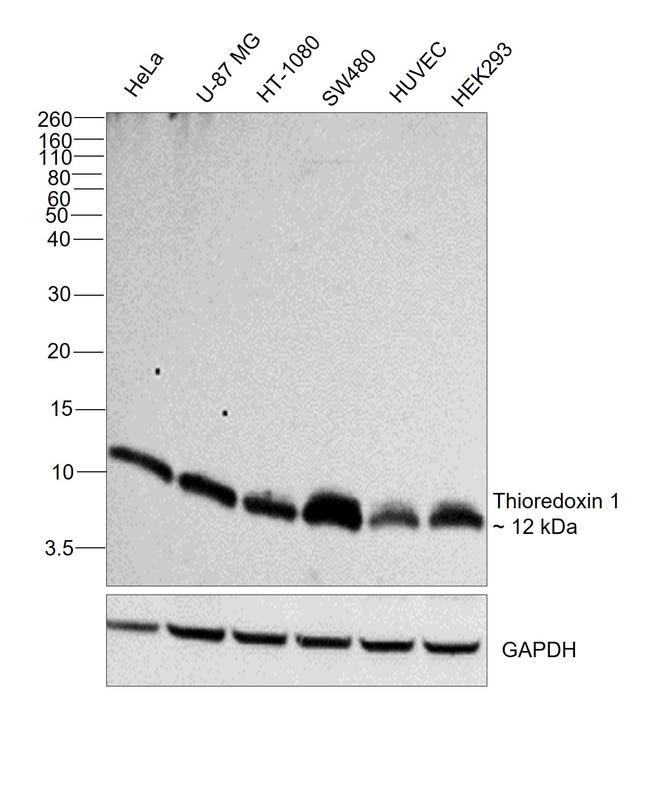 Thioredoxin 1 Antibody in Western Blot (WB)