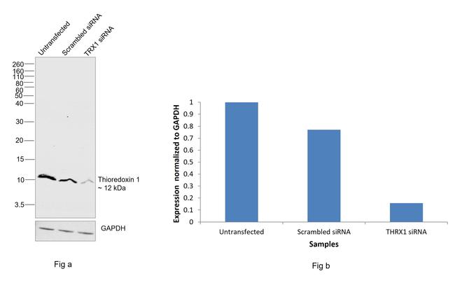 Thioredoxin 1 Antibody in Western Blot (WB)