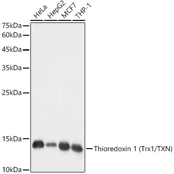 Thioredoxin 1 Antibody in Western Blot (WB)