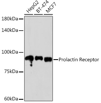Prolactin Receptor Antibody in Western Blot (WB)