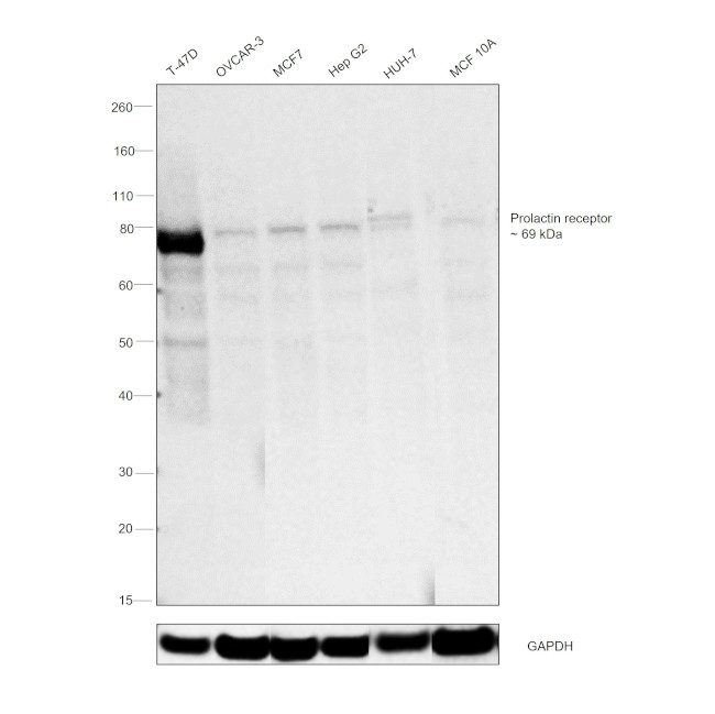 Prolactin Receptor Antibody in Western Blot (WB)