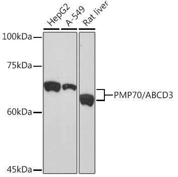 PMP70 Antibody in Western Blot (WB)