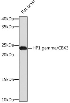 HP1 gamma Antibody in Western Blot (WB)