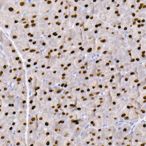 GATA4 Antibody in Immunohistochemistry (Paraffin) (IHC (P))