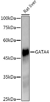 GATA4 Antibody in Western Blot (WB)