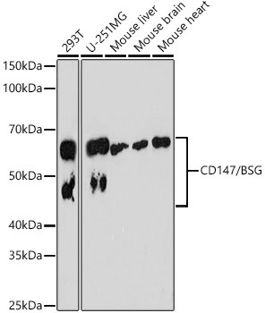 CD147 Antibody in Western Blot (WB)
