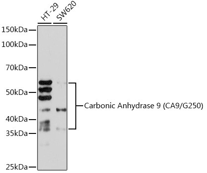 Carbonic Anhydrase IX Antibody in Western Blot (WB)