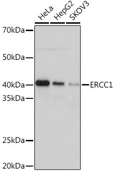 ERCC1 Antibody in Western Blot (WB)