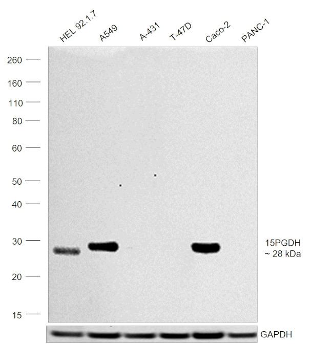 15-PGDH Antibody in Western Blot (WB)