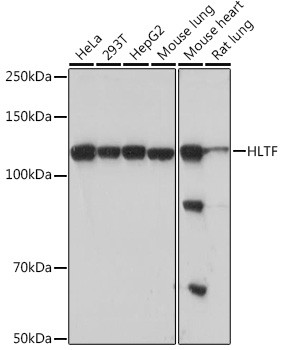 HLTF Antibody in Western Blot (WB)