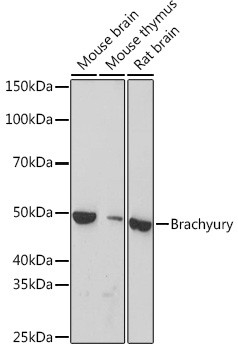 Brachyury Antibody in Western Blot (WB)