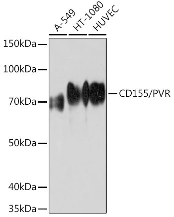 CD155 Antibody in Western Blot (WB)