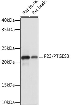 p23 Antibody in Western Blot (WB)