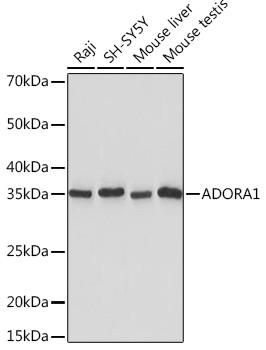 ADORA1 Antibody in Western Blot (WB)