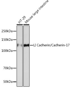 CDH17 Antibody in Western Blot (WB)