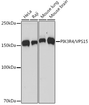 PIK3R4 Antibody in Western Blot (WB)