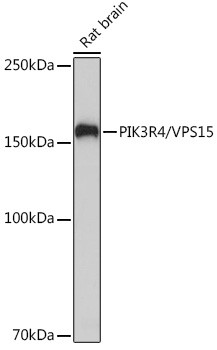 PIK3R4 Antibody in Western Blot (WB)