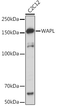 WAPL Antibody in Western Blot (WB)