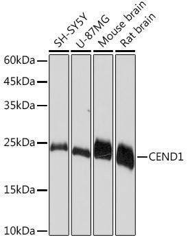 CEND Antibody in Western Blot (WB)