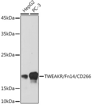 CD266 Antibody in Western Blot (WB)