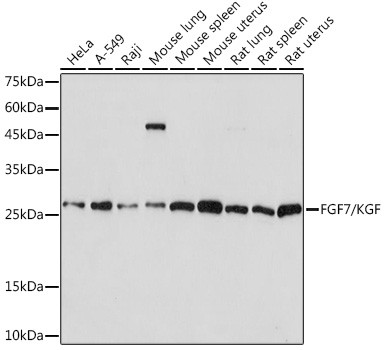 KGF Antibody in Western Blot (WB)