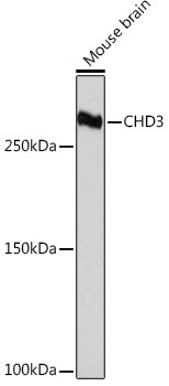 CHD3 Antibody in Western Blot (WB)