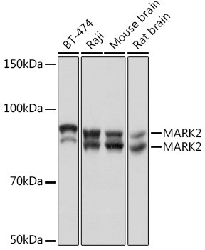 MARK2 Antibody in Western Blot (WB)