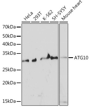 ATG10 Antibody in Western Blot (WB)