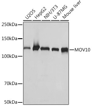 MOV10 Antibody in Western Blot (WB)