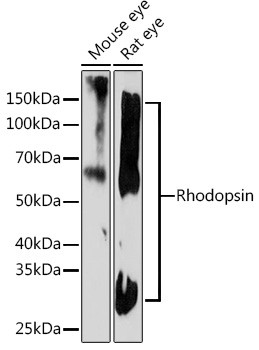 Rhodopsin Antibody in Western Blot (WB)