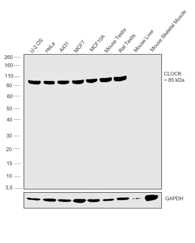 CLOCK Antibody