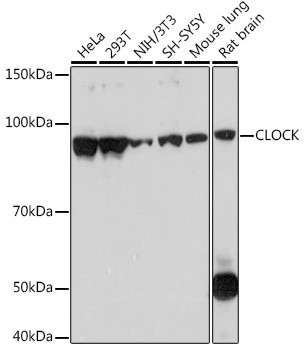 CLOCK Antibody in Western Blot (WB)