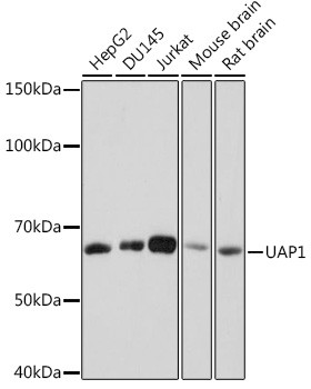 UAP1 Antibody in Western Blot (WB)