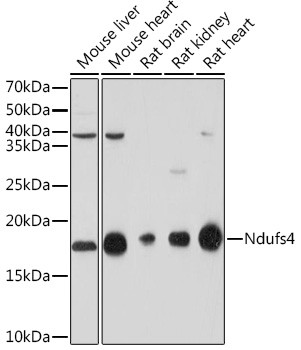 NDUFS4 Antibody in Western Blot (WB)