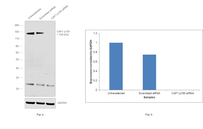 CAF1 p150 Antibody in Western Blot (WB)