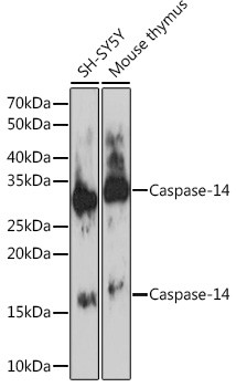 Caspase 14 Antibody in Western Blot (WB)