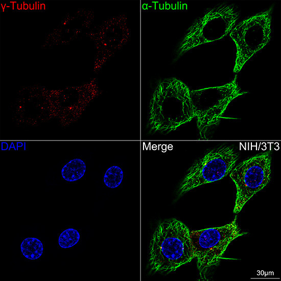 gamma Tubulin Antibody in Immunocytochemistry (ICC/IF)