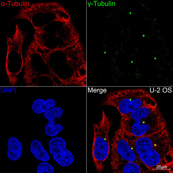 gamma Tubulin Antibody in Immunocytochemistry (ICC/IF)