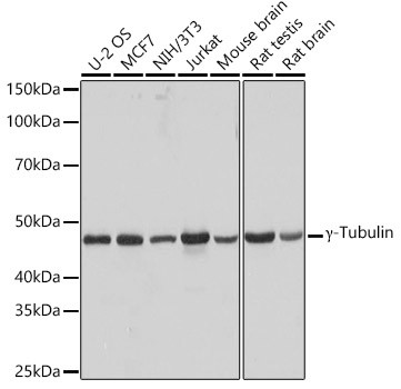 gamma Tubulin Antibody in Western Blot (WB)