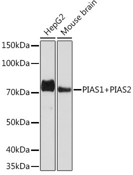 PIAS1/PIAS2 Antibody in Western Blot (WB)