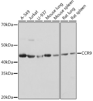 CCR9 Antibody in Western Blot (WB)