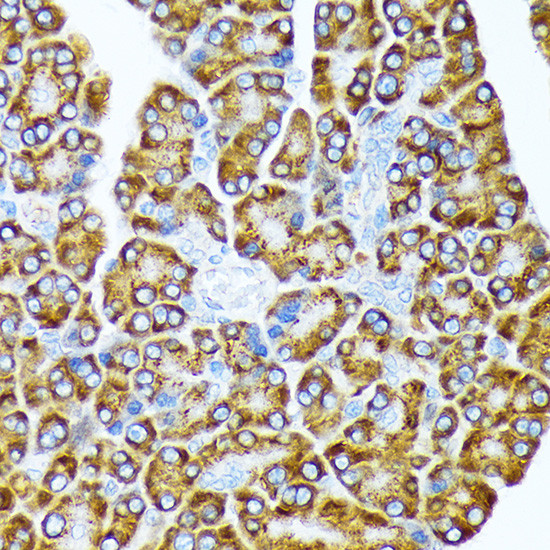 EIF2A Antibody in Immunohistochemistry (Paraffin) (IHC (P))