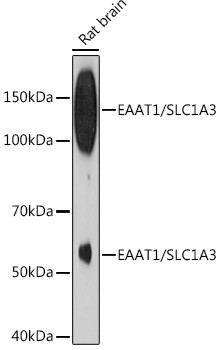 GLAST Antibody in Western Blot (WB)