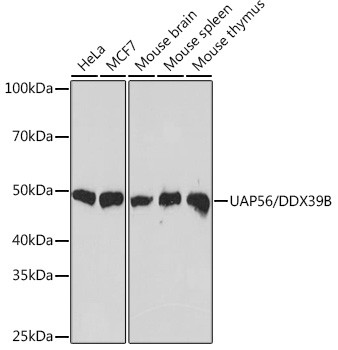 UAP56 Antibody in Western Blot (WB)