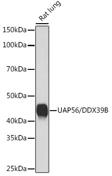 UAP56 Antibody in Western Blot (WB)
