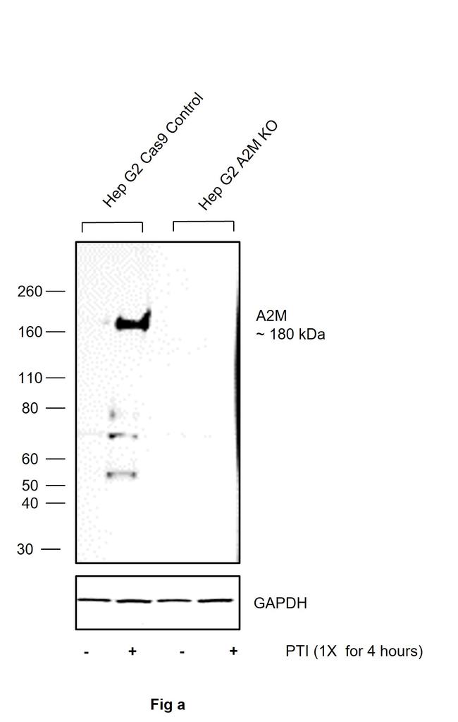 A2M Antibody in Western Blot (WB)