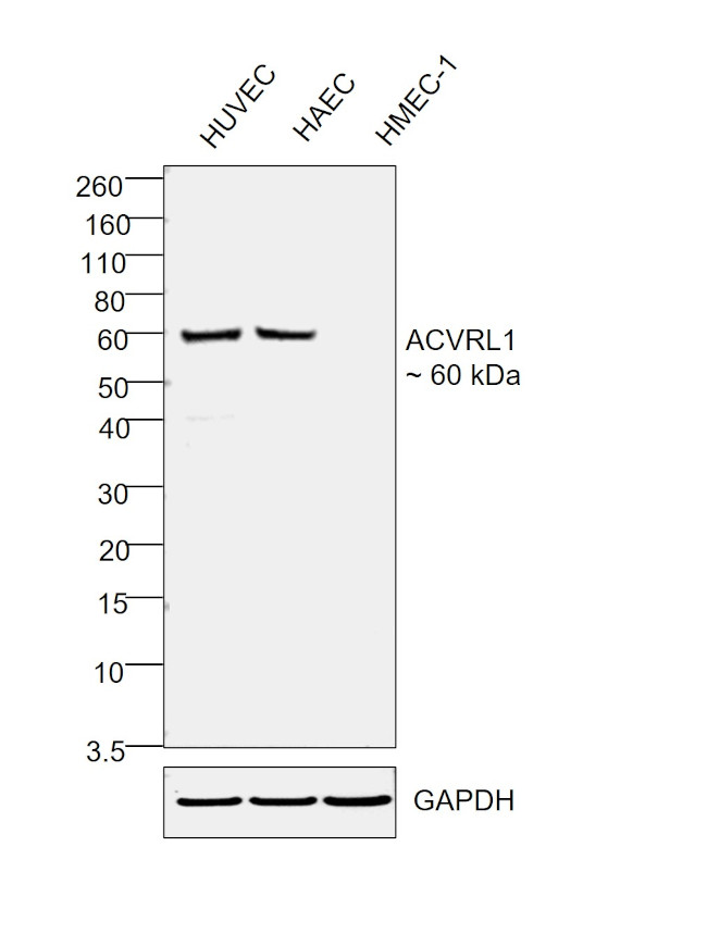 ACVRL1 Antibody