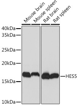 HES5 Antibody in Western Blot (WB)