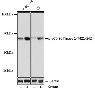 Phospho-p70 S6 Kinase (Thr421) Antibody in Western Blot (WB)